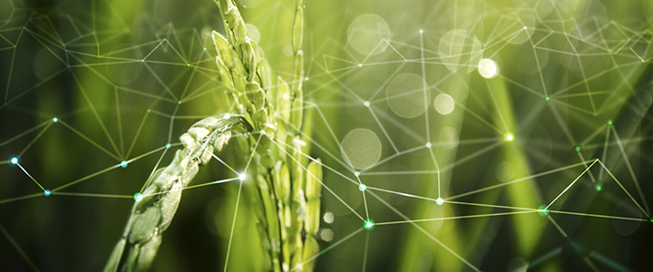 Cientistas criam partículas inteligentes para proteger plantações contra estresse ambiental