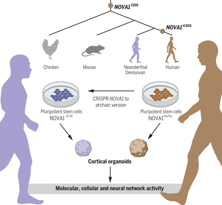 gráfico - capacidade cognitiva na espécie humana